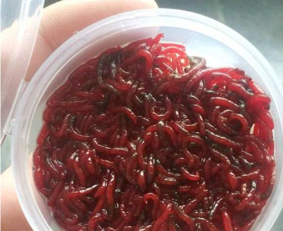 红虫如何长时间保存 送你3个最简单的方法 屡试不爽 知乎