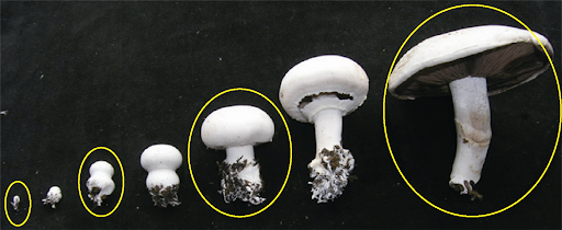 宅家种蘑菇 网购菌包你了解多少 怎样才能收获更多更快 知乎