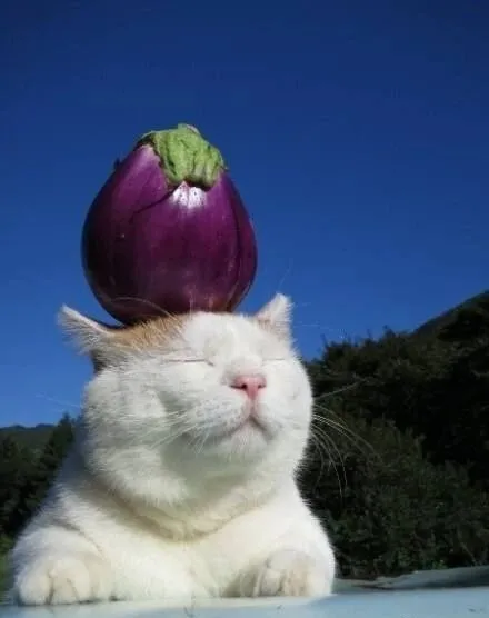 头顶一切的日本网红猫咪猫叔去世了谢谢你曾治愈过我们