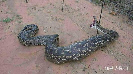 走蛟封正报恩的故事分享!