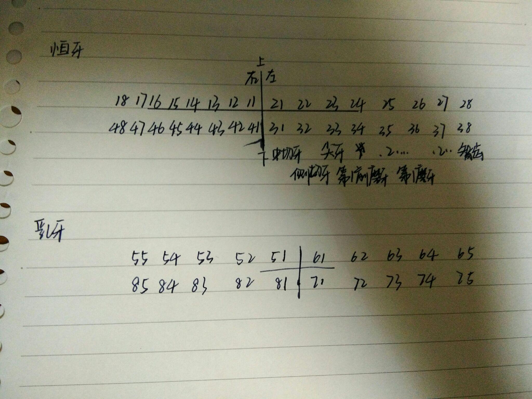 正畸牙齿的序号是怎么排的呢