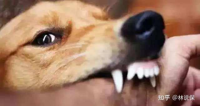 女子在宠物诊所被烈犬撕咬胳膊，大声呵斥仍不松口 - 知乎
