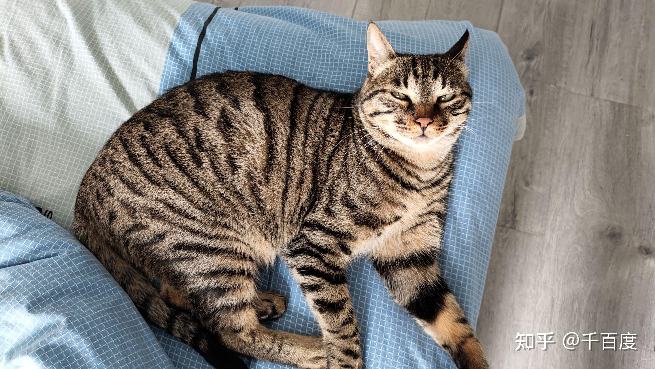 你好我能看看你们的狸花猫吗