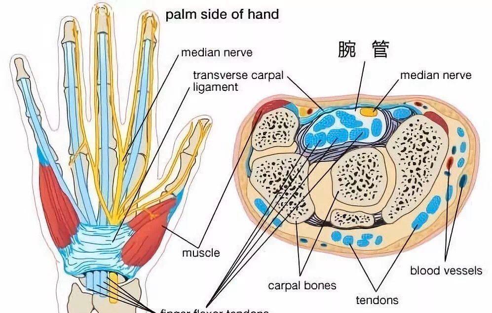 腕管综合症解剖图图片