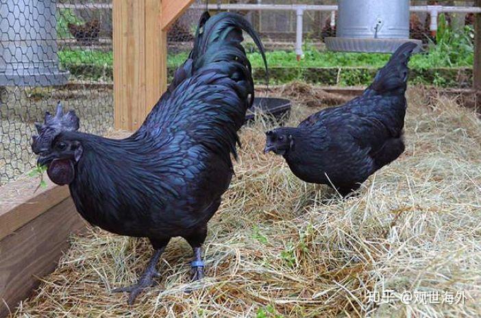 "乌骨鸡"在国外一只卖2500美元?还有土豪花重金买来当宠物!