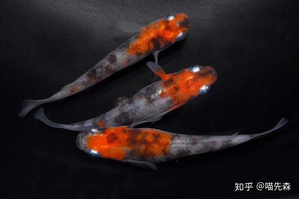 见过观背青鳉,终于知道大家为什么对它又爱又恨了