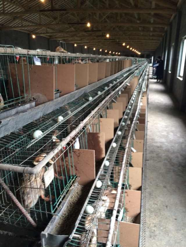蛋鸭集约化笼养高产高效新技术二