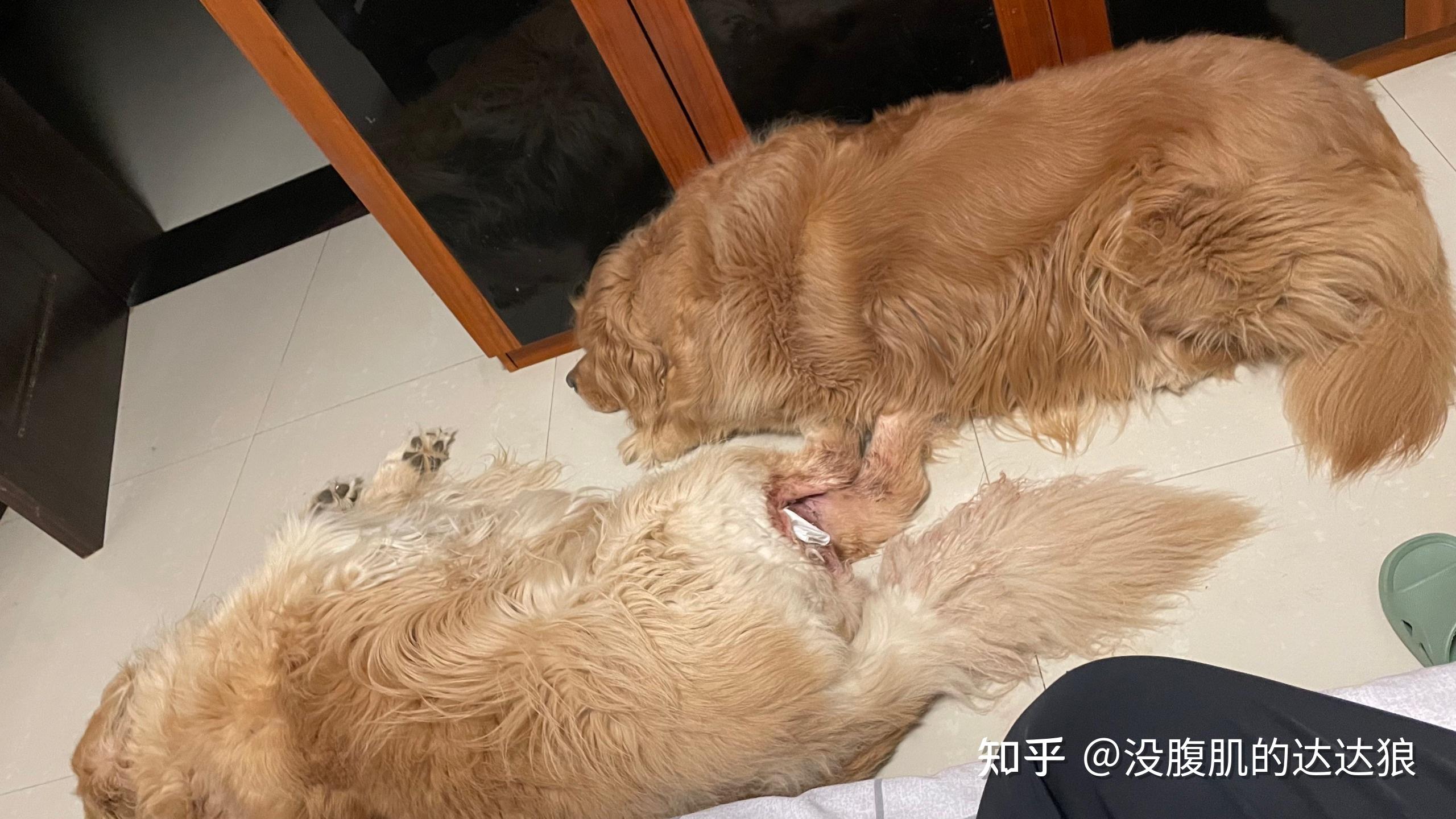 金毛狗狗犬得了肥大细胞瘤