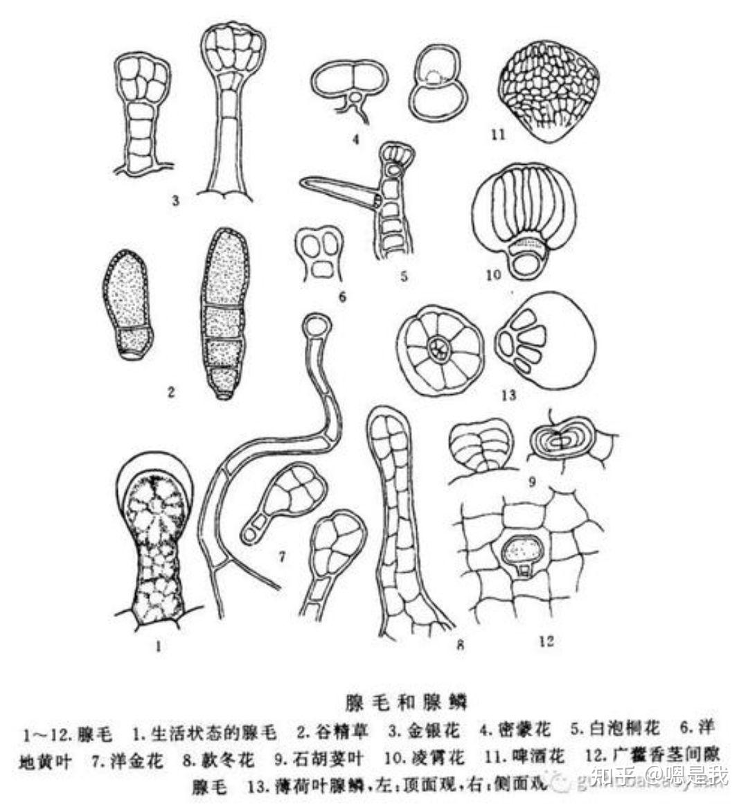 蠶豆葉下表皮裝片上的這些小腦袋是什麼