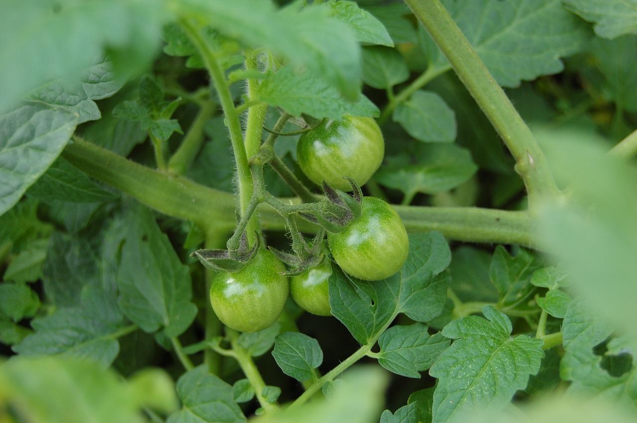 2. 土壤选择与改良