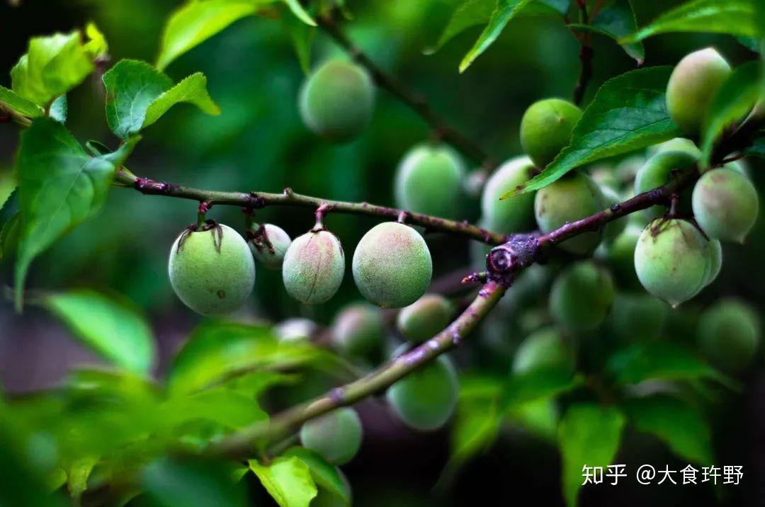 陪伴大家长大的梅子，你真的了解吗？ - 知乎