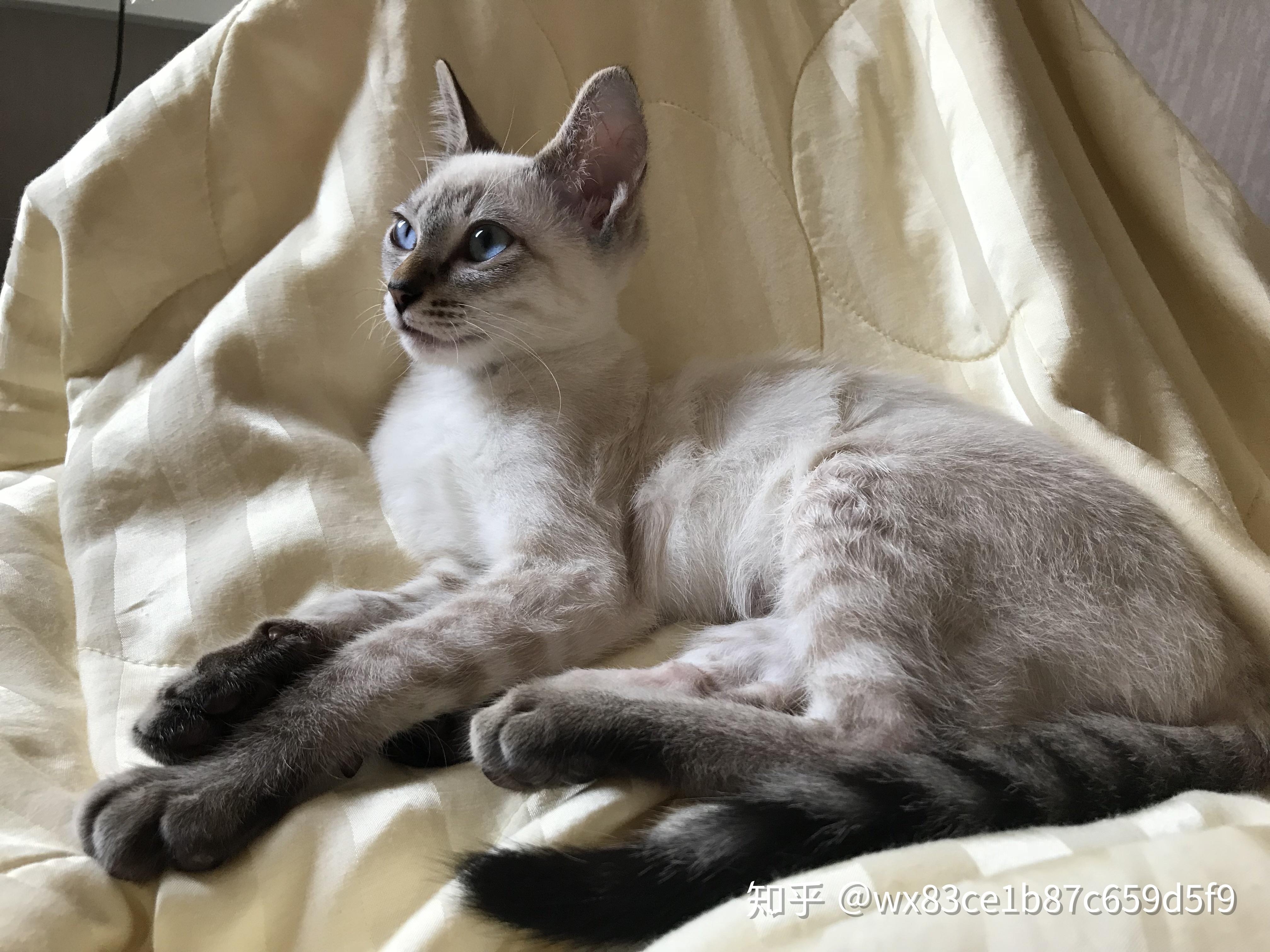 高颜值的虎斑暹罗长什么样