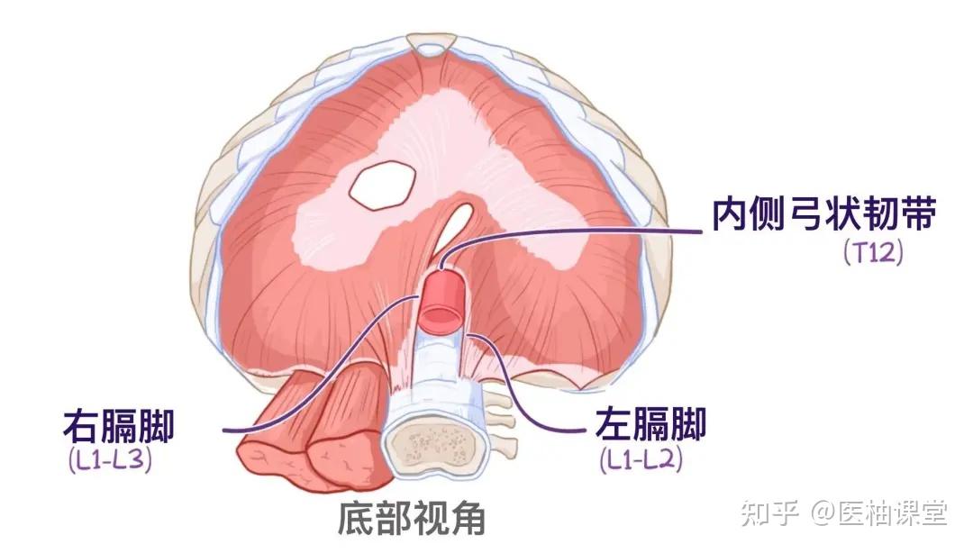 人体解剖学基础:膈肌 - 知乎