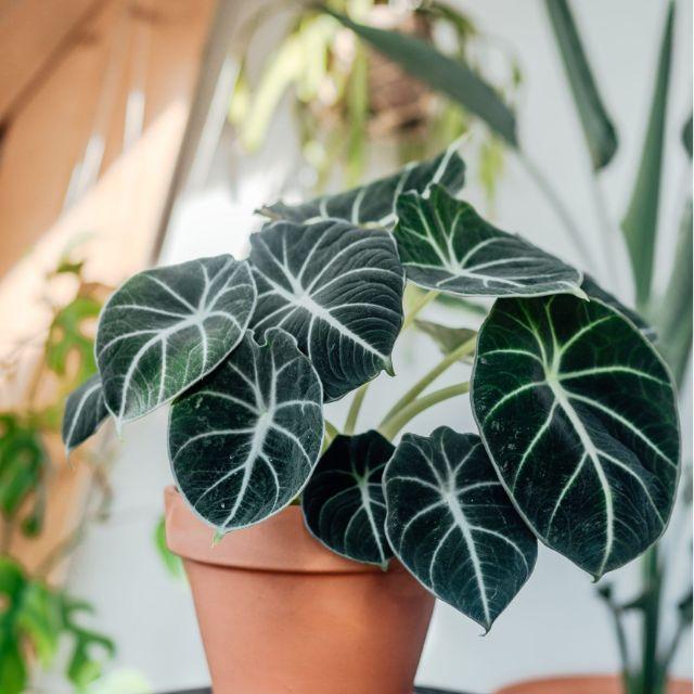 便宜又带锦的室内观叶植物 斑斓的叶子真好看 别总挑贵的买 知乎 便宜又带锦的室内观叶植物 斑斓的叶子真好看 别总挑贵的买 知乎