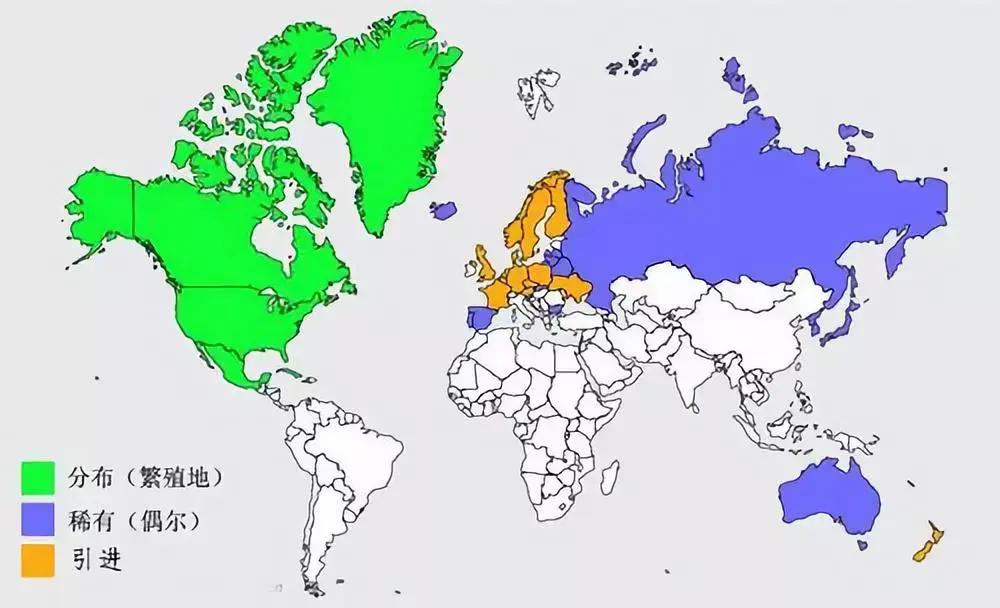 动物小百科加拿大最嚣张的动物加拿大黑雁
