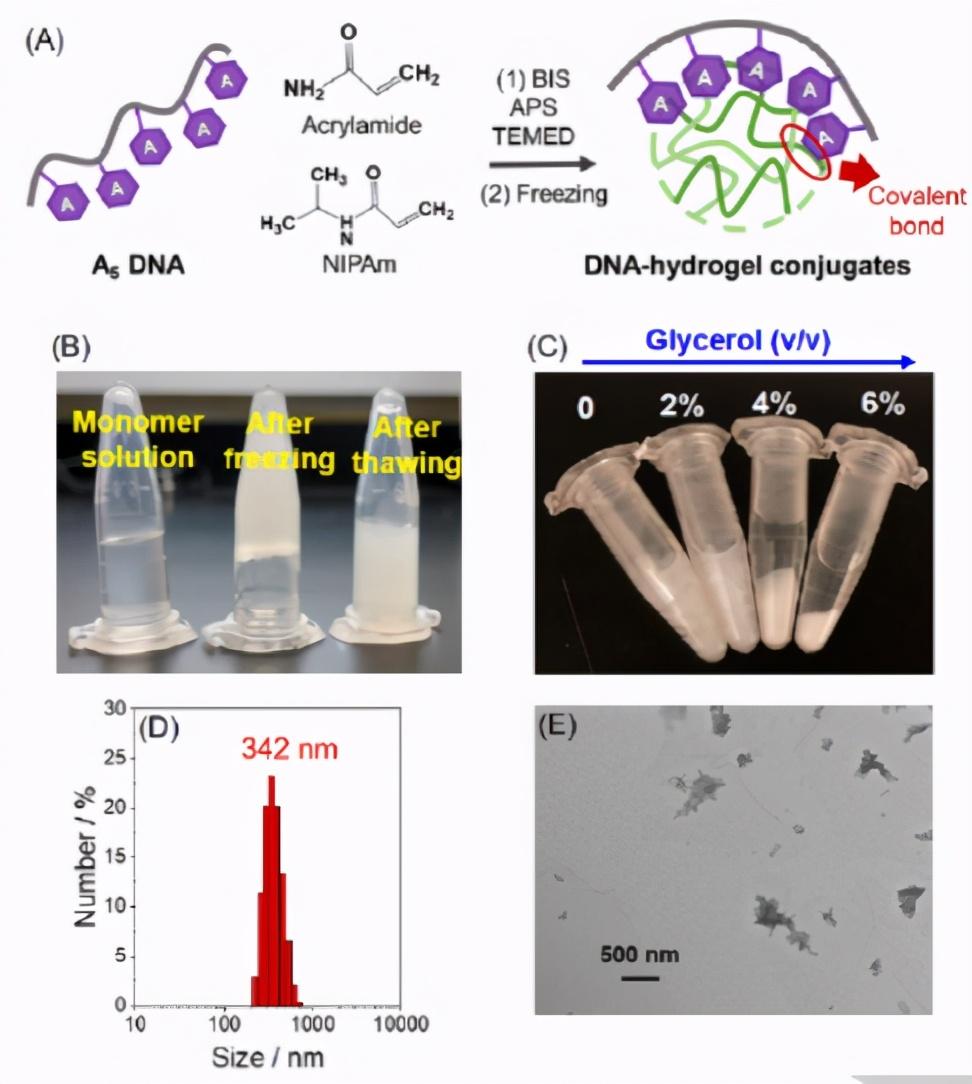 滑铁卢大学刘珏文《angew》无修饰dna的冷冻辅助偶联纳