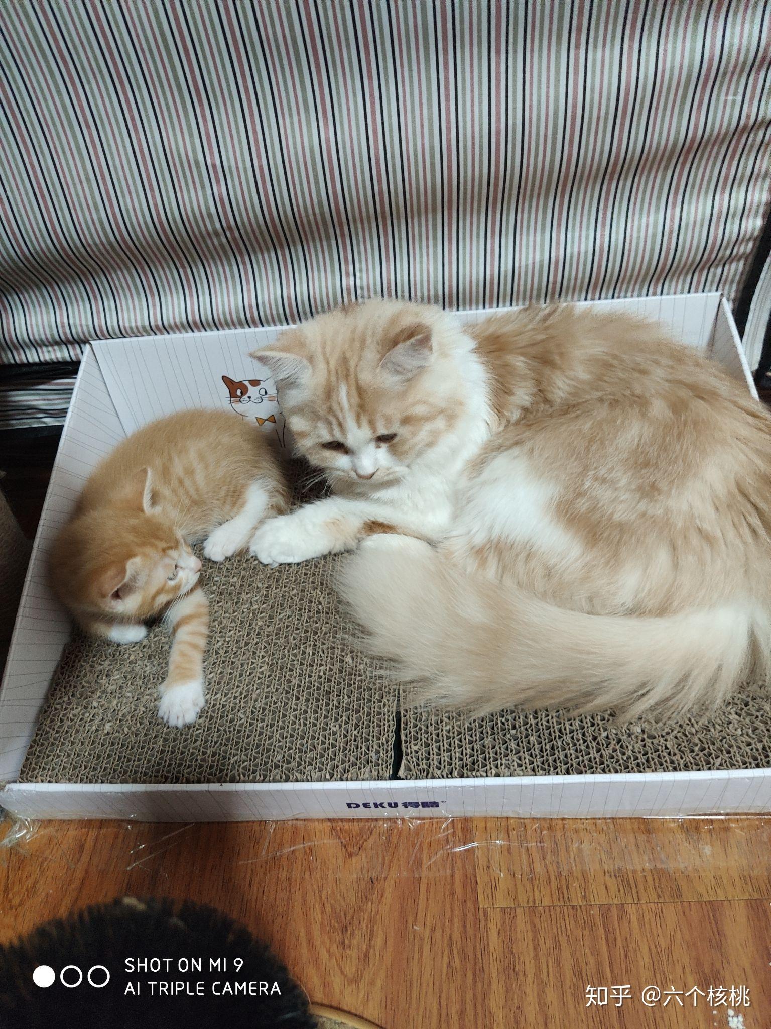 如何评价花花与三猫catlive