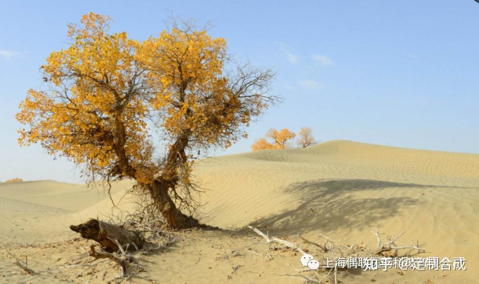 关于胡杨 “生而一千年不死,死而一千年不倒,倒而一千年不朽。”有没有科学依据? - 知乎