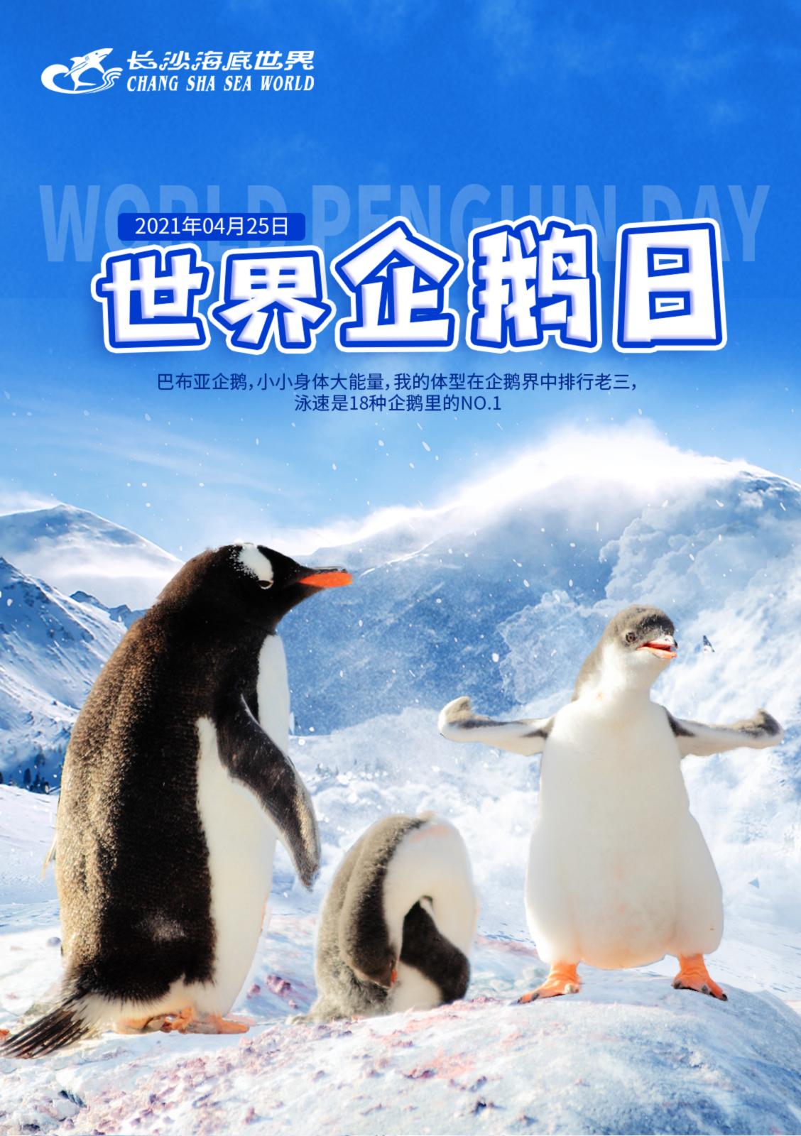 世界企鹅日我就是南极的代言