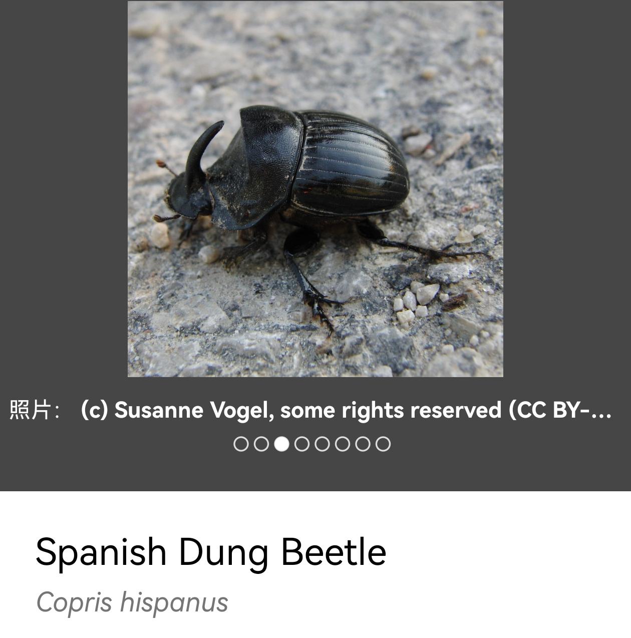 西班牙蜣螂和圣甲虫有什么不同?