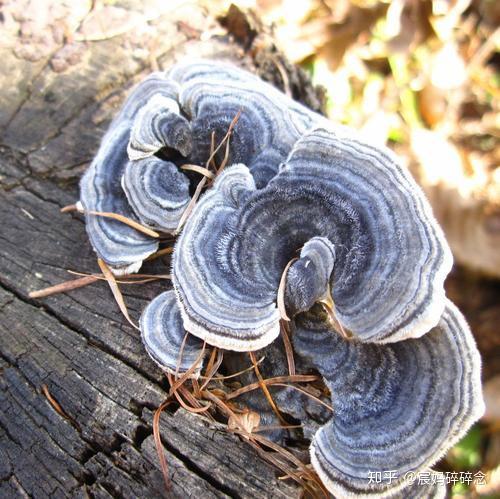 还在人傻钱多相信灵芝仙草和虫草的广告疗效一文让你免交智商税