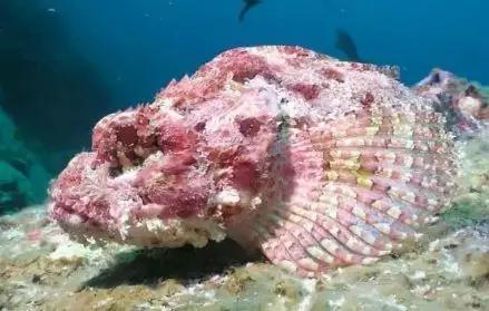 海洋里最毒的10种生物,有的触摸即死! - 知乎