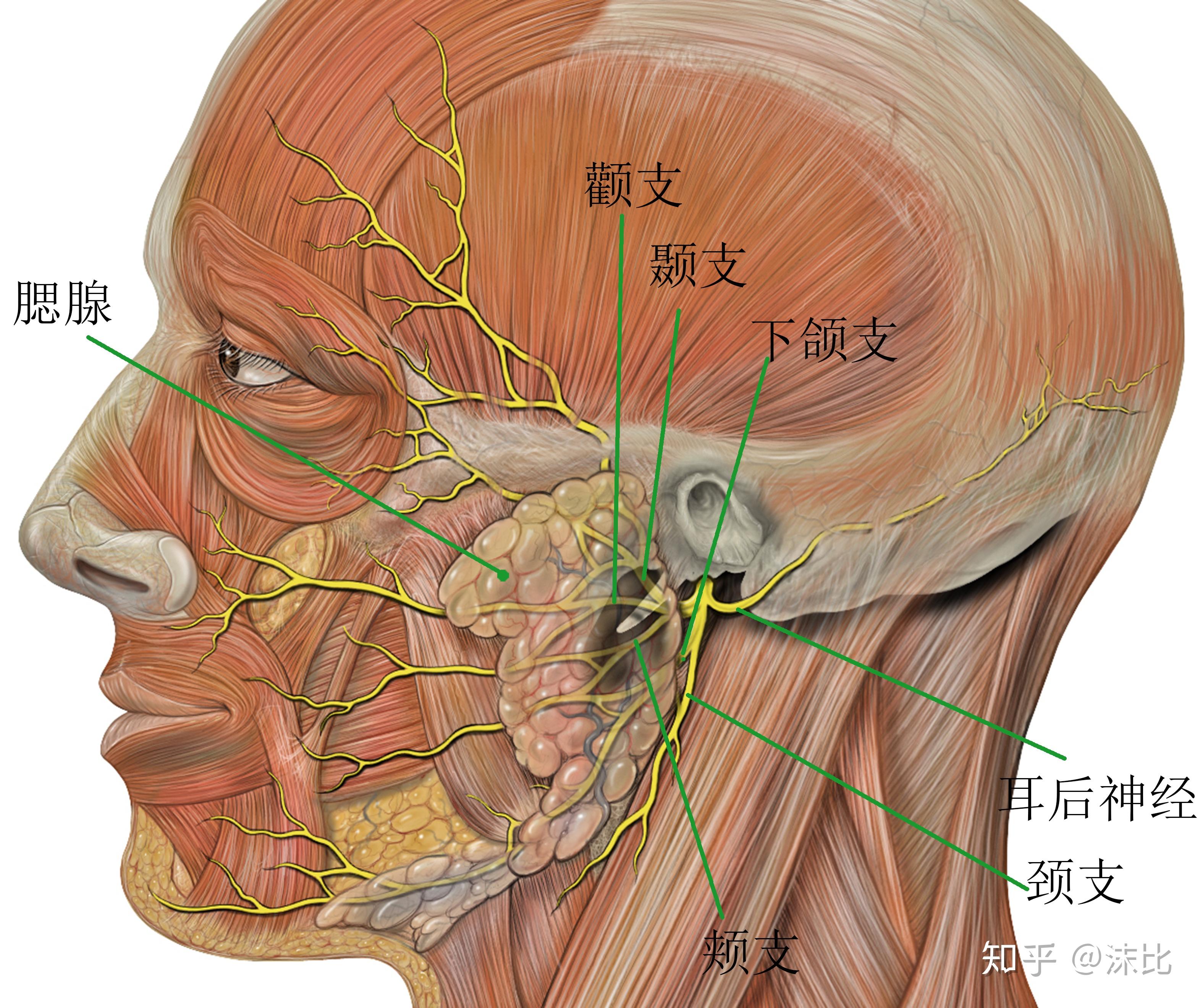 下嘴唇神经分布图图片