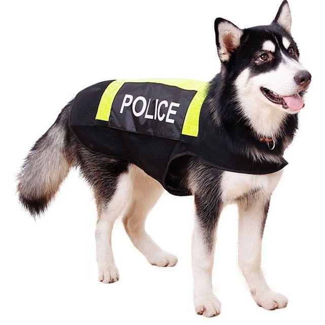 为什么不用哈士奇当警犬