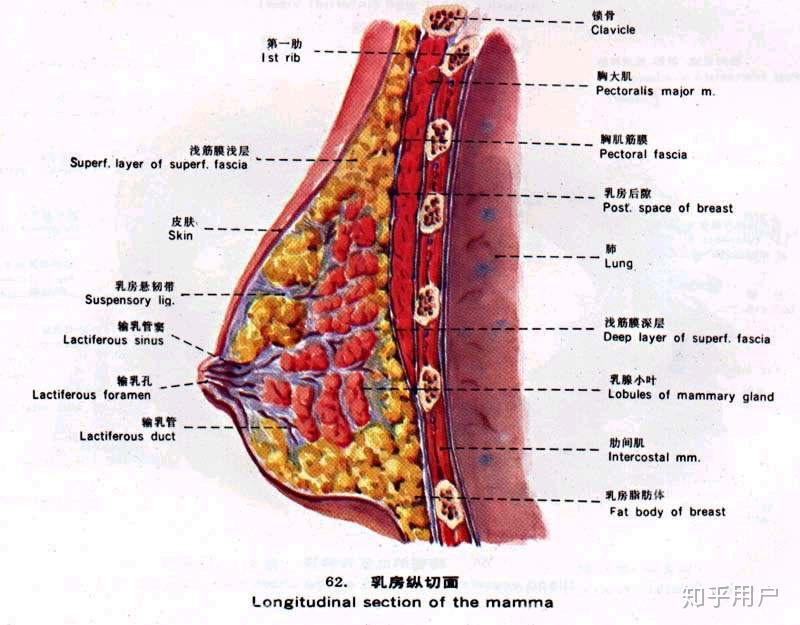 有哪些性别限制了我的想象力的例子