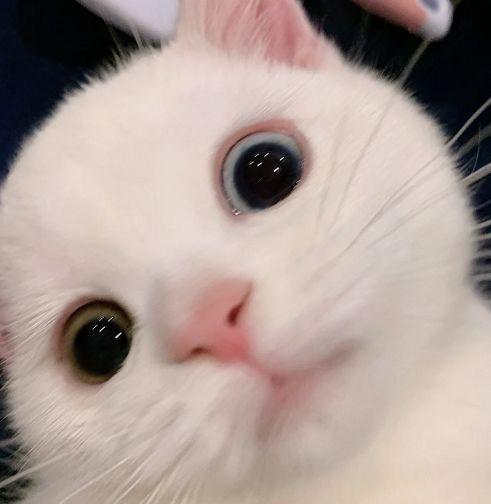 有没有看上去酷酷的男生猫头像? - 知乎