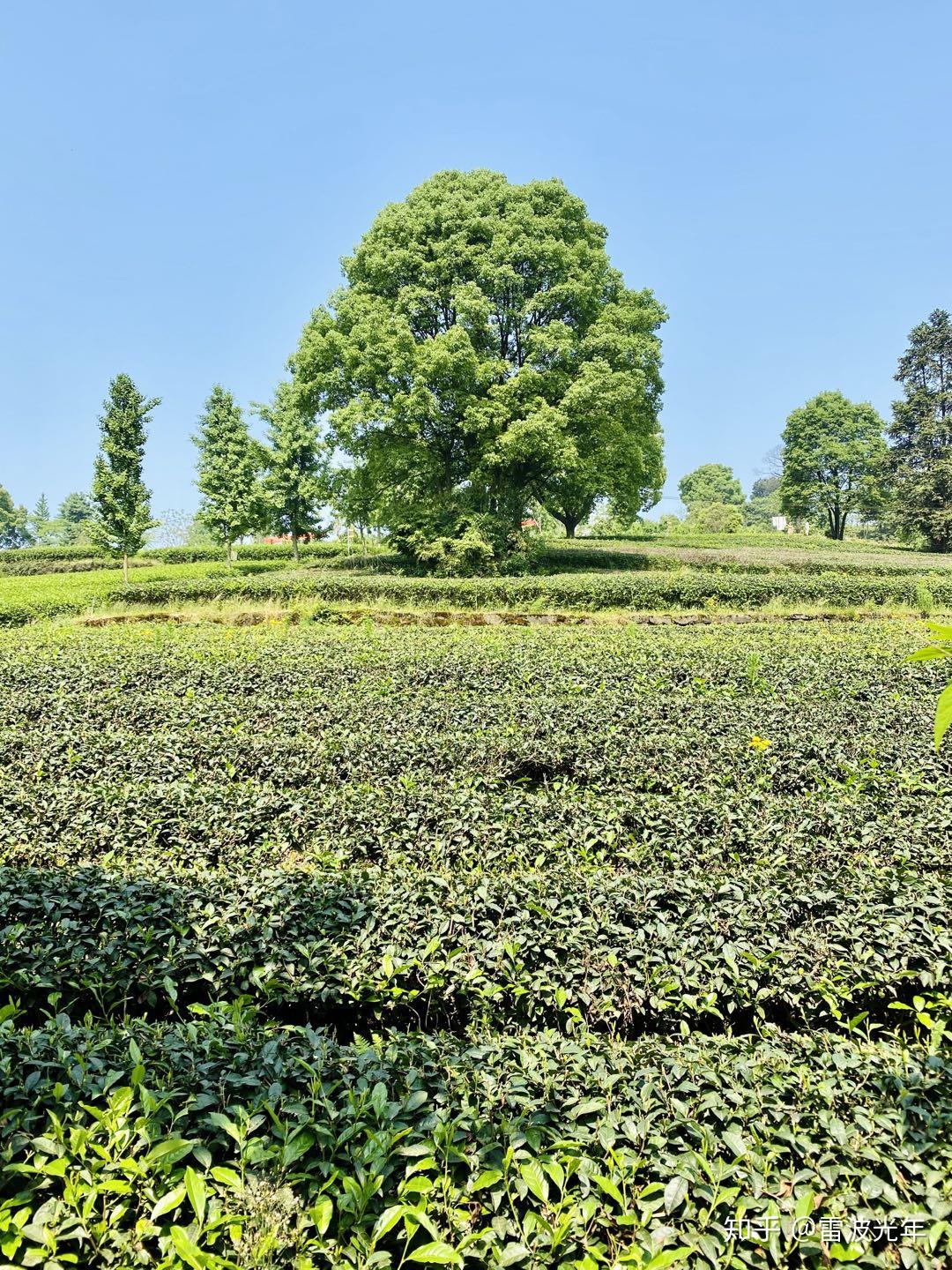 巴南定心茶园,距离市区最近的茶园,停车参观都不要钱 | 重庆