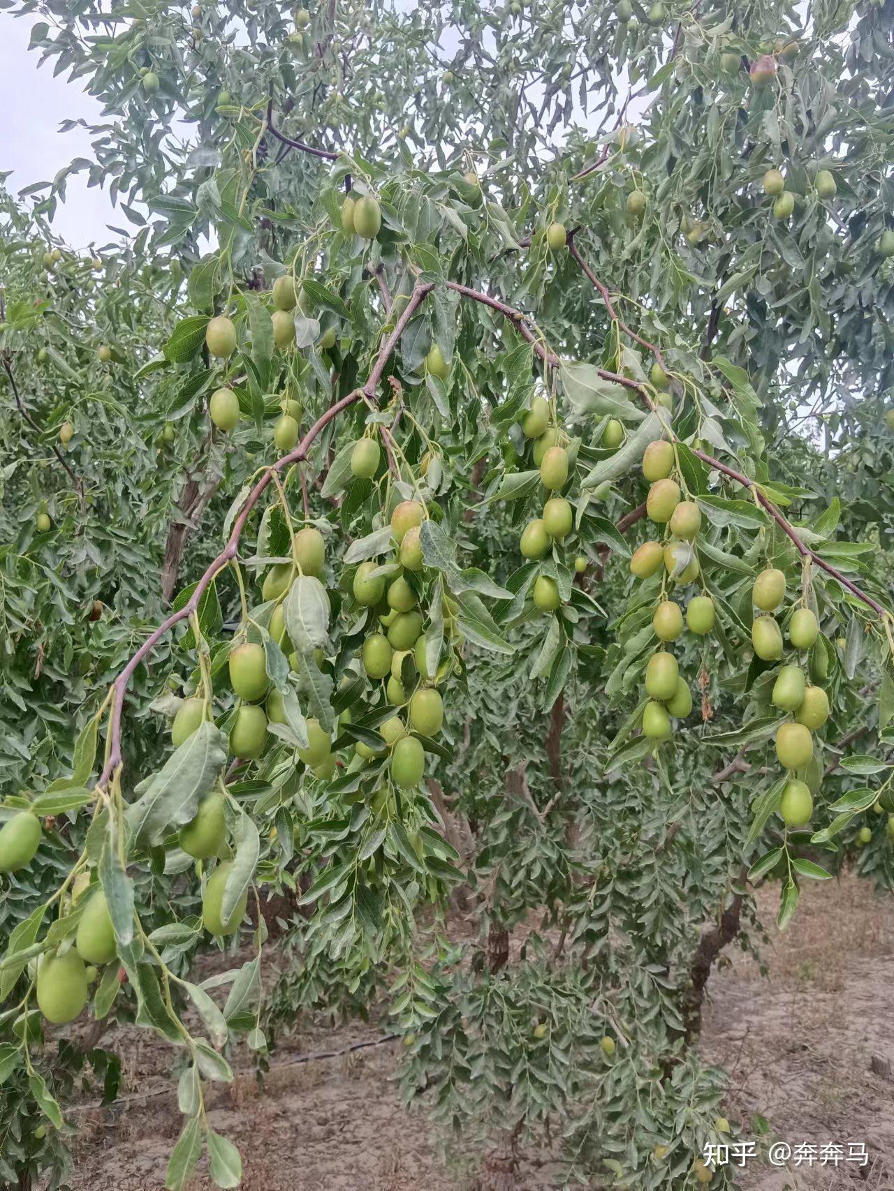 枣树需要多长时间才可以结果? - 知乎