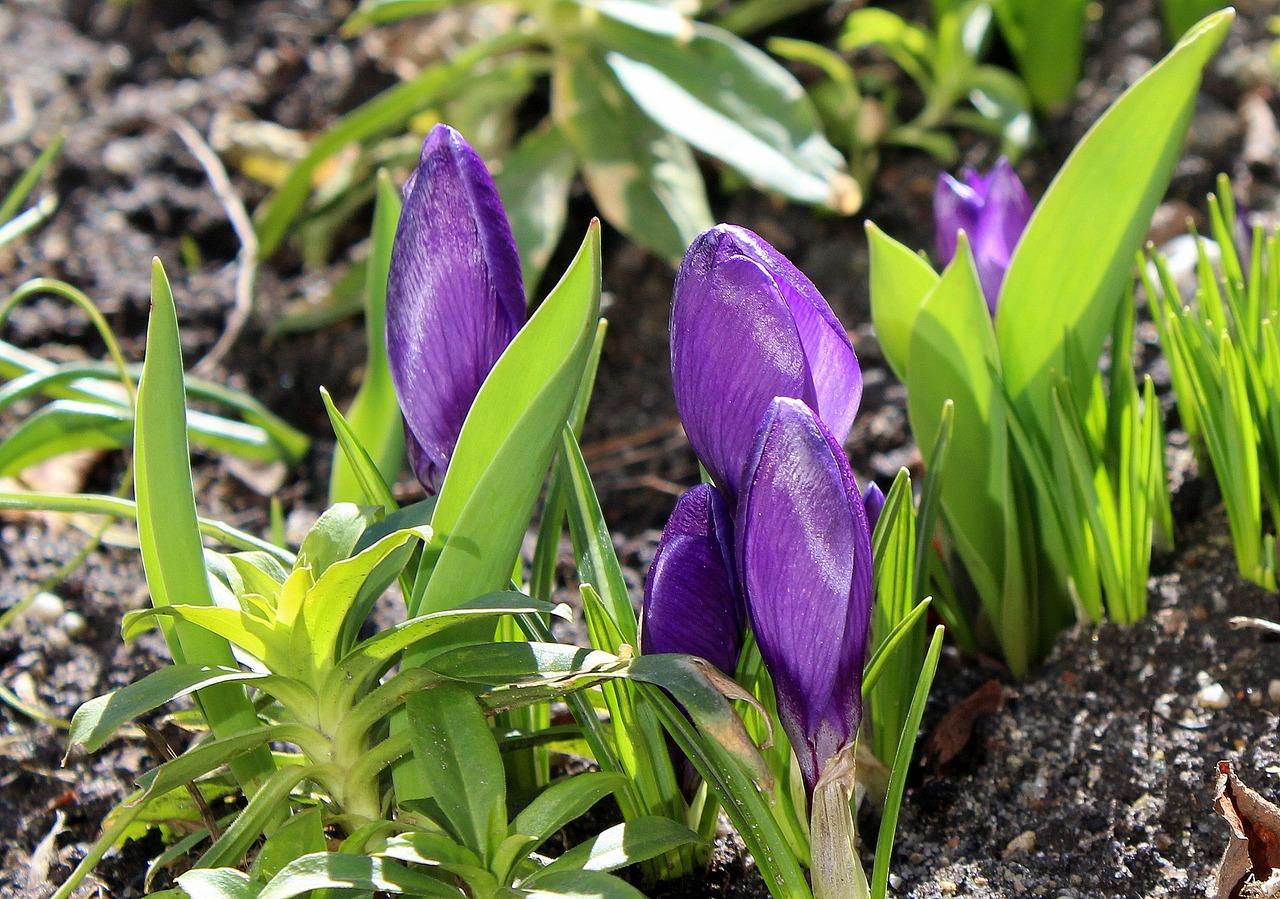 2. 夏季牡丹养护