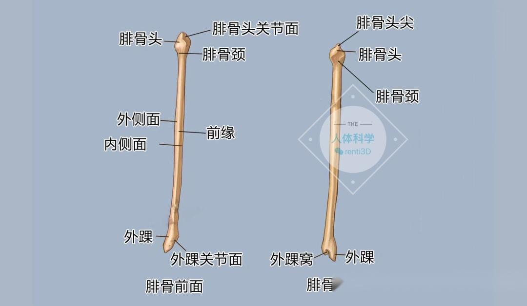 【运动解剖】步态失衡老崴脚?腓骨肌前来报道! - 知乎