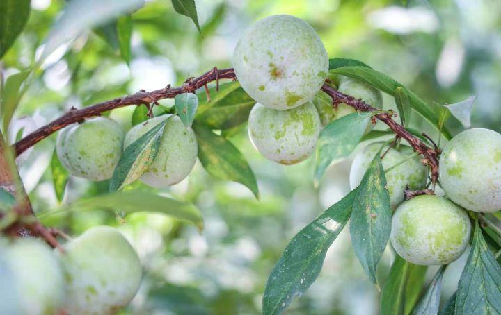 桃李甲天下李子苗基地告诉您种植清泉蜜脆李子苗的方法
