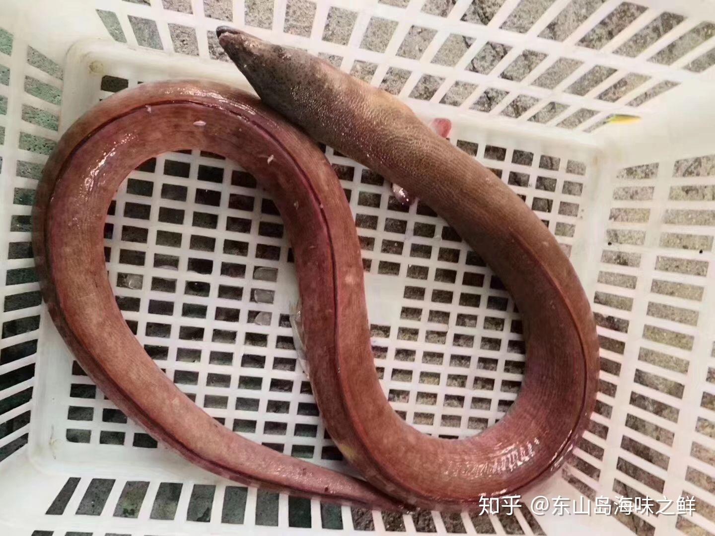 土龙是什么？“土龙”它的学名叫波露豆齿蛇鳗，是很好的滋养补品。 - 知乎