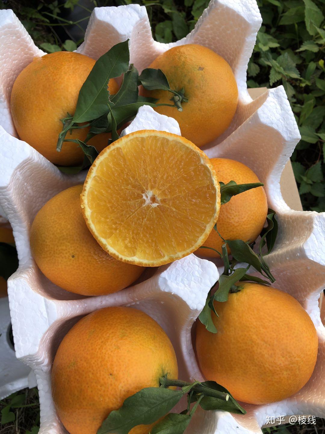 柑橘橙界的网红爱媛果冻橙