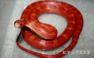 恐怖故事 我家有蛇精 知乎