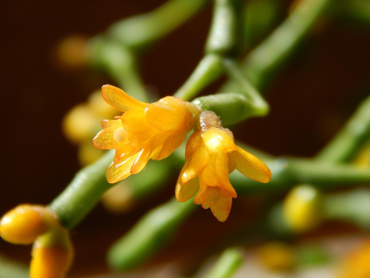 4. 创意向日葵搭配