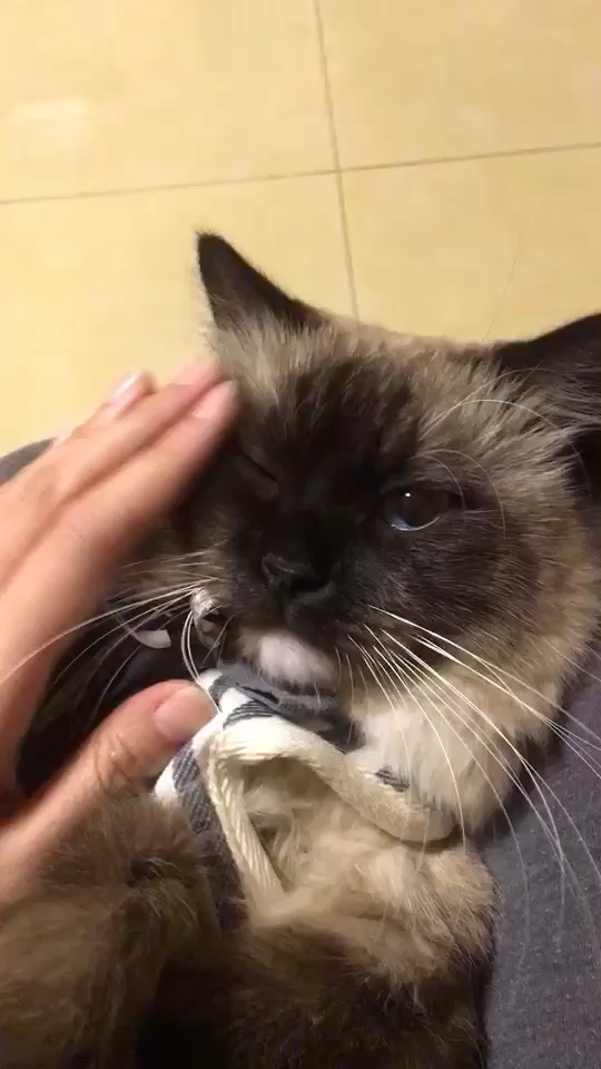 重点色布偶 (挖煤工,黑脸)到底有多可爱?