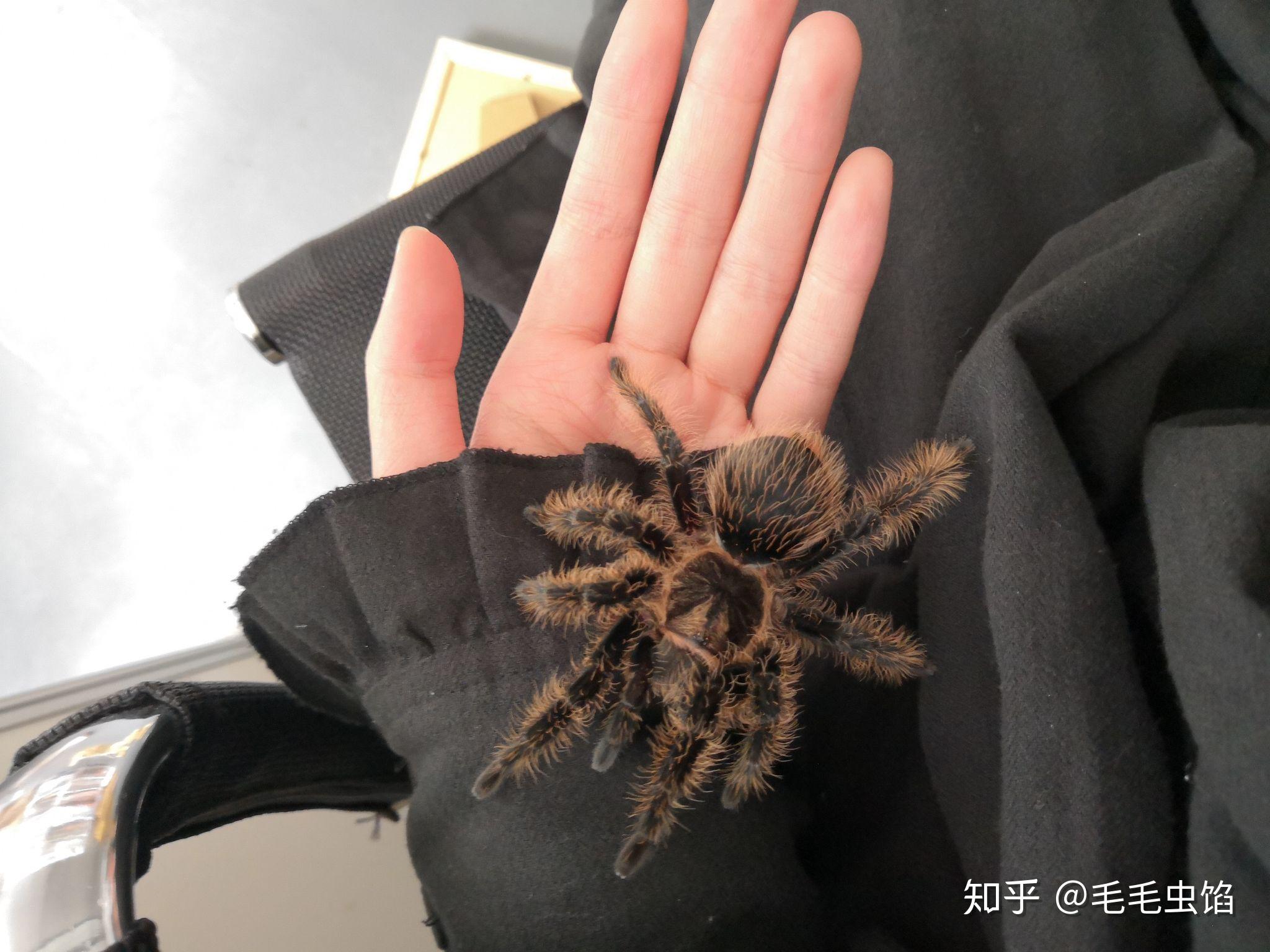 求狼蛛与捕鸟蛛的区别以及如何辨别的方法