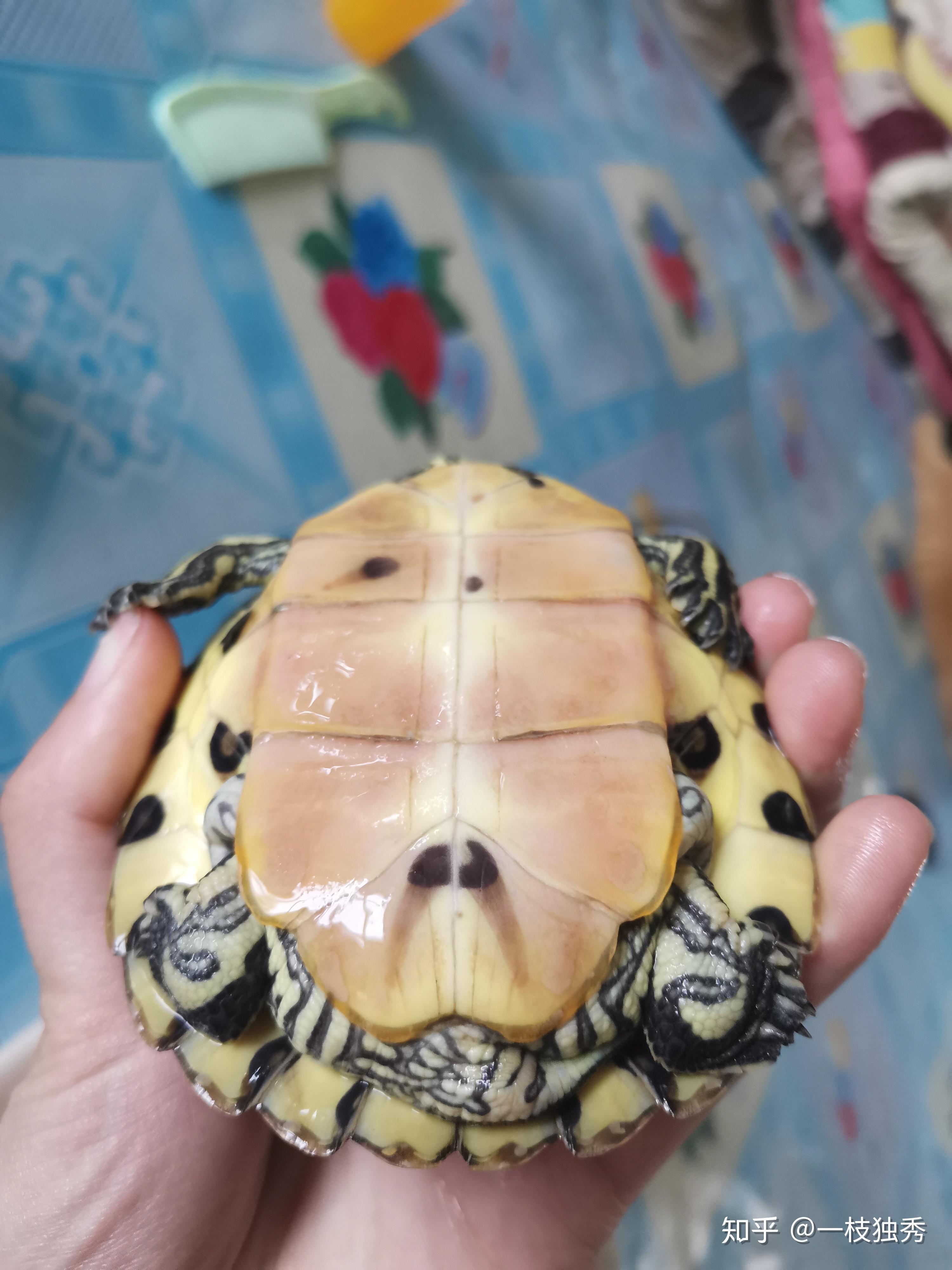 黄耳龟公母图片