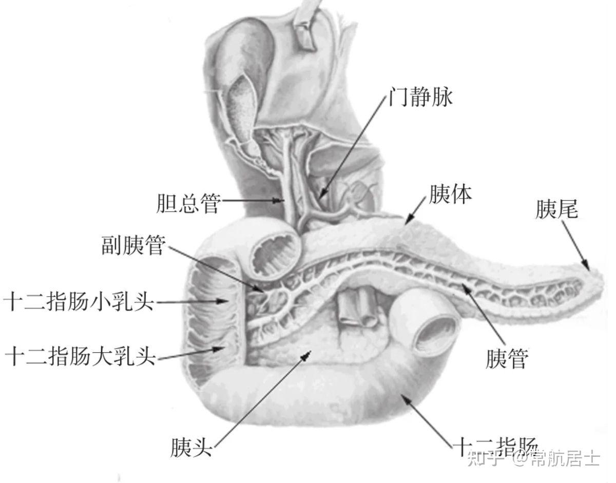 胰腺头体尾解剖示意图图片