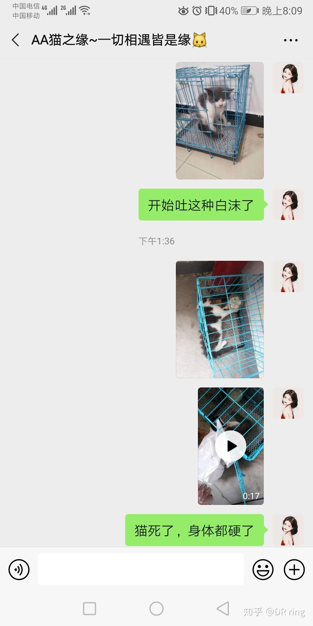 微信买猫成功案例