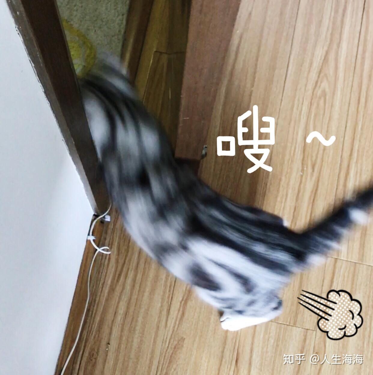 猫和狗的智力哪个高?