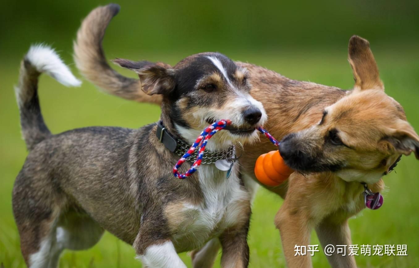 养狗狗带来的10个好处,第1个你肯定知道,最后1个你知道吗? - 知乎