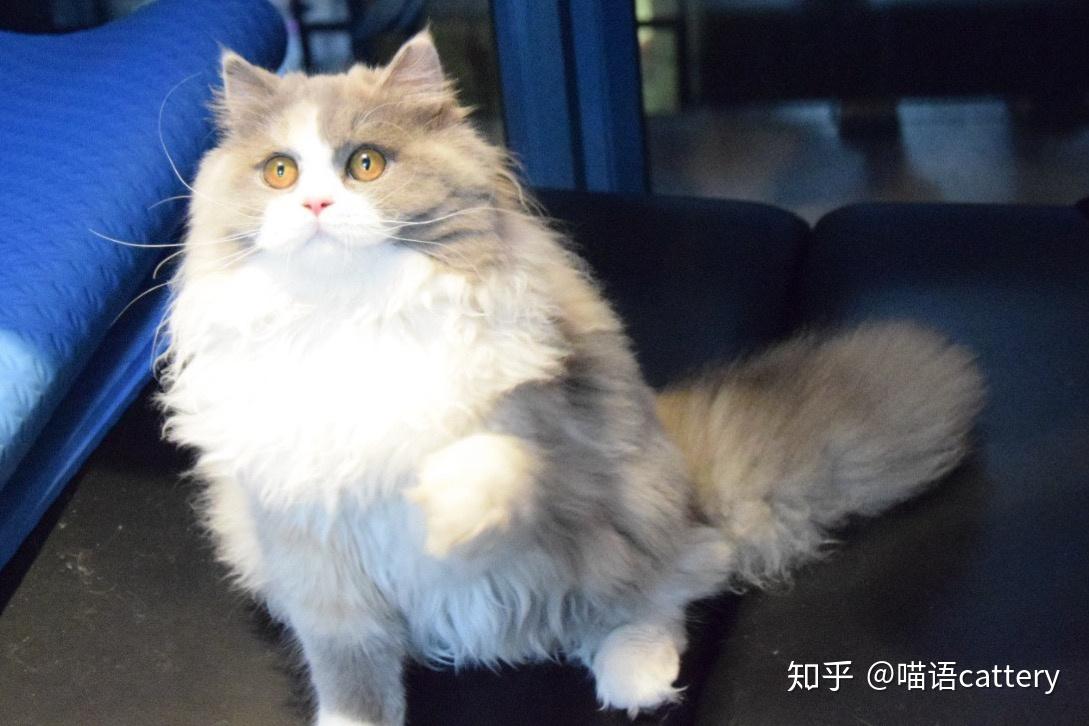 猫舍入的说是长毛英短,大家帮我看一下像吗? - 知乎