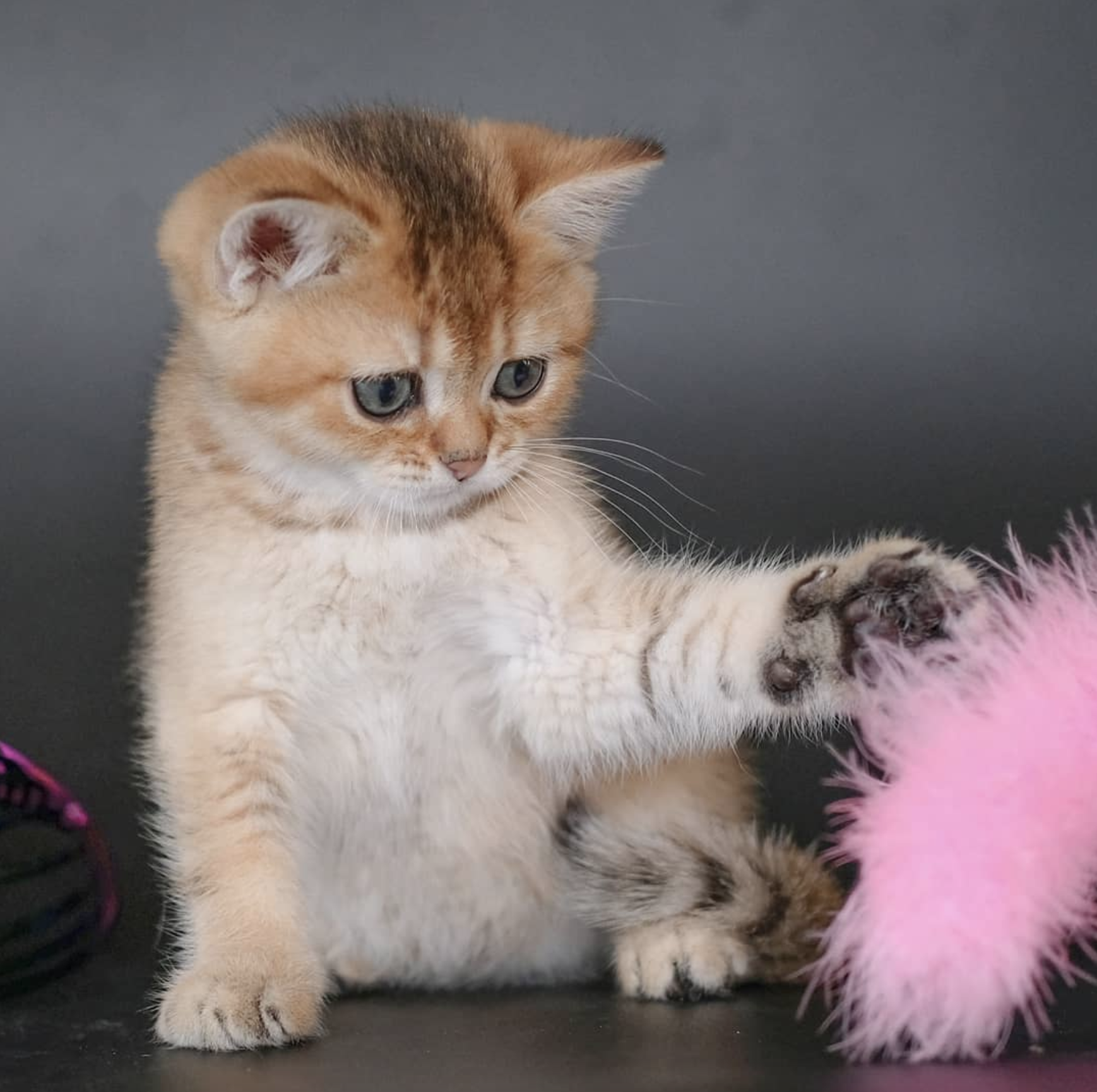 吸猫大会:英短金渐层dudley