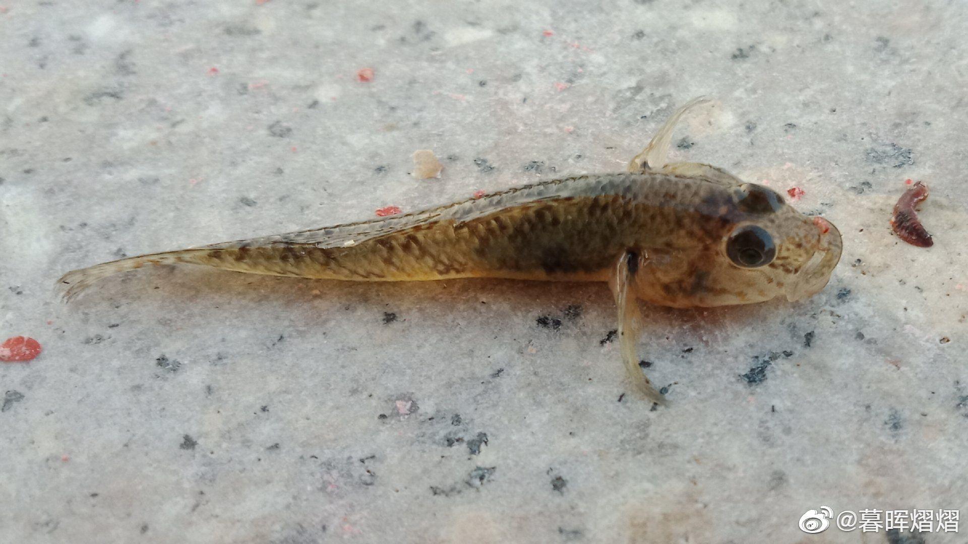 有哪些常见却叫不上名的动物? - 知乎