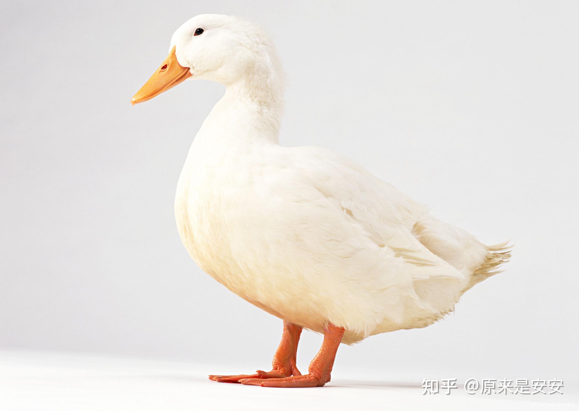 鸭子曲霉菌病是怎么导致的肉鸭得霉菌毒素的危害